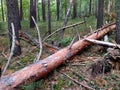 A felled pine tree lies in a pine forest in summer. Russia. Siberia. Logging. Mobile photo Royalty Free Stock Photo