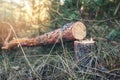 Felled pine tree in the woods Royalty Free Stock Photo