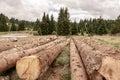 Felled Pine Trees. Deforestation Environmental Damage. Nature Destruction. Royalty Free Stock Photo