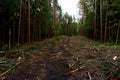 Felled pine trees in forest. Deforestation and Illegal Logging, international trade in illegal timber. Stump of the felled living Royalty Free Stock Photo