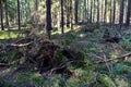 Felled pine trees in forest. Deforestation and Illegal Logging, international trade in illegal timber. Stump of the felled living Royalty Free Stock Photo