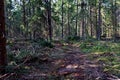 Felled pine trees in forest. Deforestation and Illegal Logging, international trade in illegal timber. Stump of the felled living Royalty Free Stock Photo