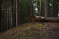 Felled rotten pine tree in the spring forest