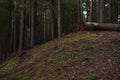 Felled rotten pine tree in the spring forest