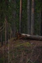 Felled rotten pine tree in the spring forest