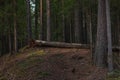 Felled rotten pine tree in the spring forest