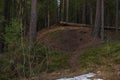 Felled rotten pine tree in the spring forest