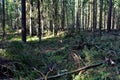 Felled spruces trees in forest. Deforestation and Illegal Logging, international trade in illegal timber. Stump of the felled Royalty Free Stock Photo