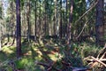 Felled spruces trees in forest. Deforestation and Illegal Logging, international trade in illegal timber. Stump of the felled Royalty Free Stock Photo