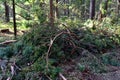 Felled spruces trees in forest. Deforestation and Illegal Logging, international trade in illegal timber. Stump of the felled Royalty Free Stock Photo