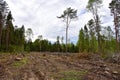 Felled spruces trees in forest. Deforestation and Illegal Logging, international trade in illegal timber. Stump of the felled Royalty Free Stock Photo