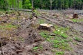 Felled spruces trees in forest. Deforestation and Illegal Logging, international trade in illegal timber. Stump of the felled Royalty Free Stock Photo