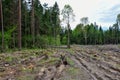 Felled spruces trees in forest. Deforestation and Illegal Logging, international trade in illegal timber. Stump of the felled Royalty Free Stock Photo