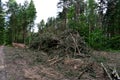 Felled spruces trees in forest. Deforestation and Illegal Logging, international trade in illegal timber. Stump of the felled Royalty Free Stock Photo