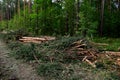 Felled spruces trees in forest. Deforestation and Illegal Logging, international trade in illegal timber. Stump of the felled Royalty Free Stock Photo