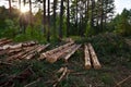 Felled spruces trees in forest. Deforestation and Illegal Logging, international trade in illegal timber. Stump of the felled Royalty Free Stock Photo