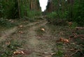 Felled spruces trees in forest. Deforestation and Illegal Logging, international trade in illegal timber. Stump of the felled Royalty Free Stock Photo