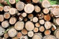 Felled and Stacked Pine Logs Royalty Free Stock Photo