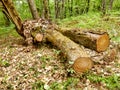 Felled Sweet Chestnut tree in woods Royalty Free Stock Photo