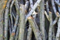 Felled thick branches Royalty Free Stock Photo