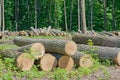Felled timber Royalty Free Stock Photo