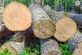 Felled timber on the felled area Royalty Free Stock Photo