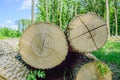 Felled timber on the felled area