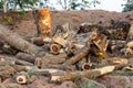 Felled timber Royalty Free Stock Photo