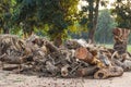 Felled timber Royalty Free Stock Photo