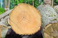 Felled timber in the forest Royalty Free Stock Photo