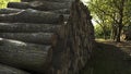 Felled timber stacked up. Tree forestry exploitation