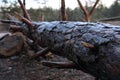 Felled tree with bark close up. Bark with frost. Wildlife background. Forest landscape. Royalty Free Stock Photo