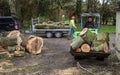 Felled tree being moved in sections by workers