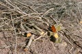 Felling, felled tree branches in the field, felled tree branches, deforestation Royalty Free Stock Photo