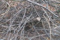 Felled tree branches, felling, felled tree branches in the field, deforestation Royalty Free Stock Photo