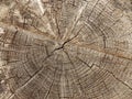 Felled tree Royalty Free Stock Photo