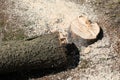 Felled tree Royalty Free Stock Photo