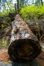 Felled Tree. A felled tree lying in a clearing in the woods