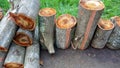 Felled tree for firewood. Cross section of timber, cut for firewood. Texture of a slice of fresh sawn wood. Royalty Free Stock Photo