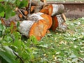 Felled tree for firewood. Cross section of timber, cut for firewood. Growth rings of felled poplar. Texture of a slice of fresh Royalty Free Stock Photo