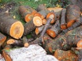 Felled tree for firewood. Cross section of timber, cut for firewood. Growth rings of felled poplar. Texture of a slice of fresh Royalty Free Stock Photo