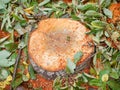 Felled tree for firewood. Cross section of timber, cut for firewood. Growth rings of felled poplar. Texture of a slice of fresh Royalty Free Stock Photo