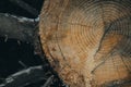 A felled tree in the forest. The texture of the tree on the cut of the log with concentric circles of age. Selective Royalty Free Stock Photo