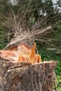 Felled tree Royalty Free Stock Photo