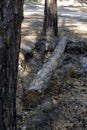 A felled tree in a pine forest Royalty Free Stock Photo