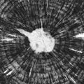 Felled tree rings section of slice with detailed texture.Abstract background in blur.Close up.Soft focus.Black and white photo in Royalty Free Stock Photo