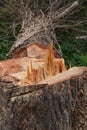 Felled tree, rough cut trunk Royalty Free Stock Photo