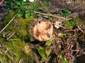 A felled tree showing blue plugs of glyphosate inserted to kill the wood as part of woodland management