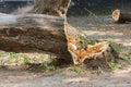 A felled tree, a stump, a fallen tree trunk, green plantations an image, a photo, a tree branch. Royalty Free Stock Photo