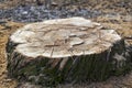 Felled tree stump in the park close-up Royalty Free Stock Photo